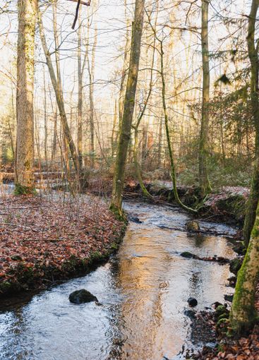 View of a forest river flowing through rocky terrain...