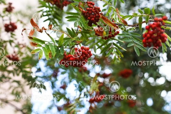 A close up of mountain ash berries