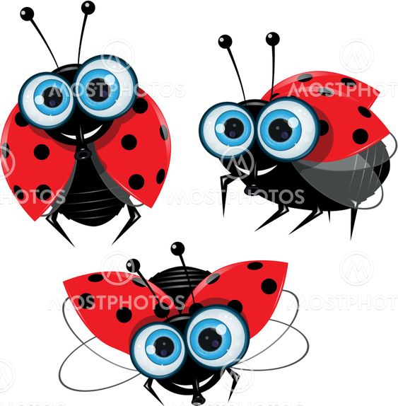 ladybirds