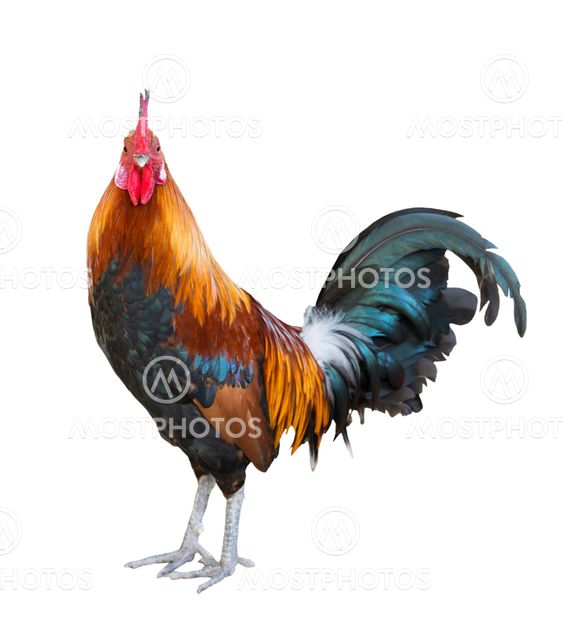 rooster isolated