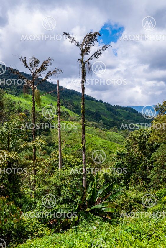 Cameron highlands, Malaysia