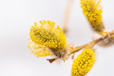 Nature awakes in spring. Blooming willow twigs and furry...