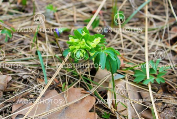 Yellow corydalis flower