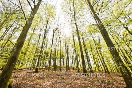 Low angle view of sunlit trees in forest, Sweden, Europe
