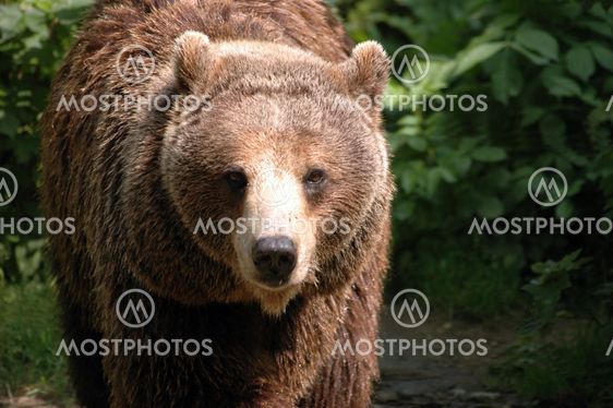 Brown bear in Poland