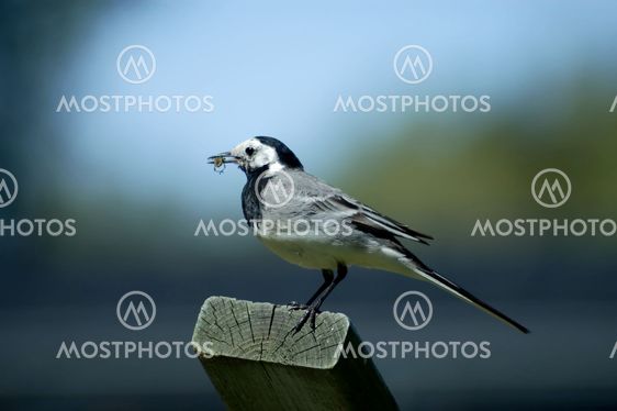 wagtail
