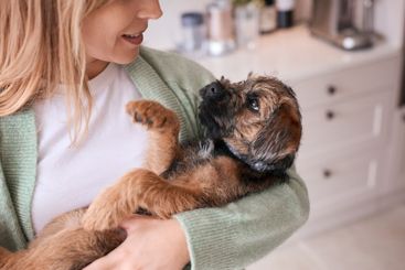 Female Owner Holding And Cuddling Border Terrier Puppy...