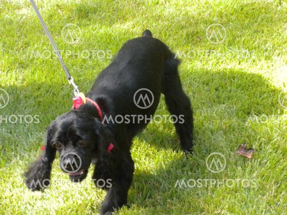 Cocker Spaniel out for a walk