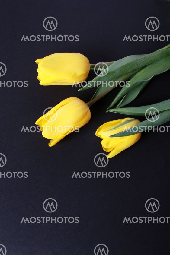Three Yellow Tulips