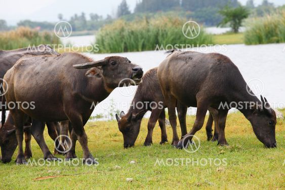 Thai buffalo in grass field near Bangkok, Thailand.