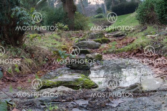 An Overgrown River