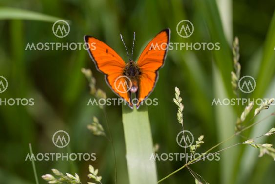butterfly