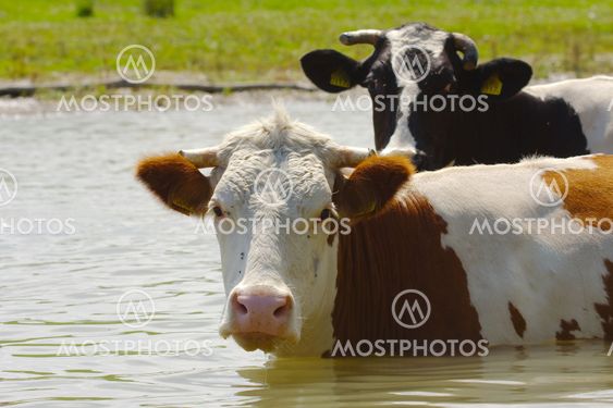 Cow on a field