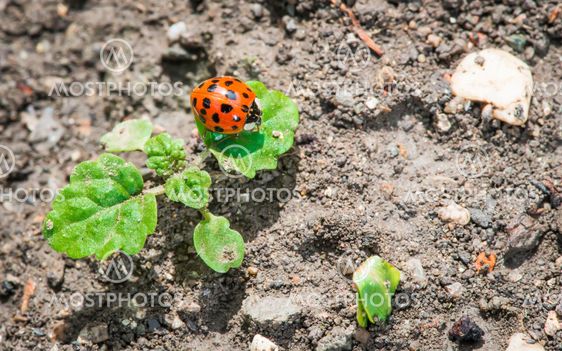 Ladybug on a leaf
