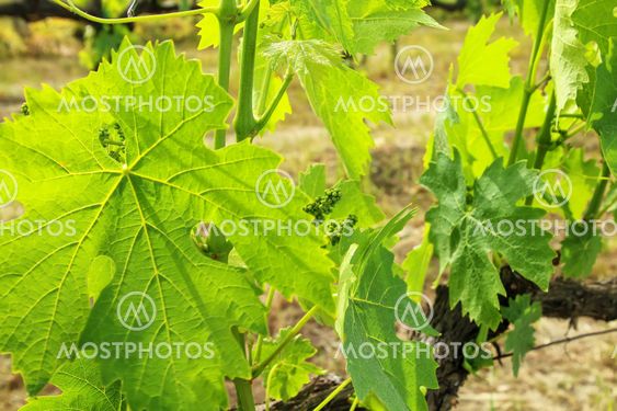 Grape leaves at a vineyard near Montalcino, Val d'Orcia,...
