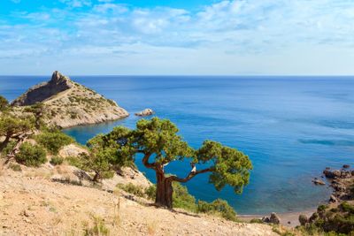juniper tree on rock and sea with "Capchik" cape behind...