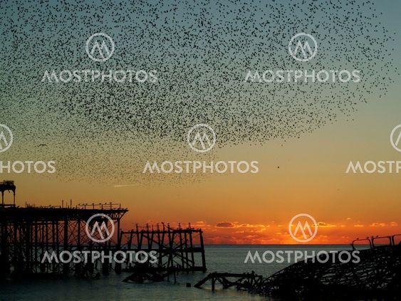 Starlings