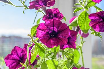 Beautiful petunia flowers on the windowsill. Summer mood.