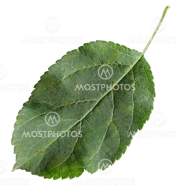 fresh leaf of Apple tree (Malus domestica)
