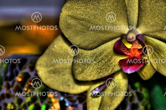 The Golden Orchid By Joakim Holst Mostphotos