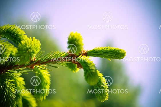 young sprout of spruce, natural forest background