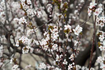 Blooming tree in the gentle sunshine branches in spring....