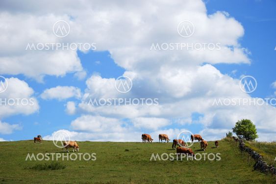 Summer landscape with grazing cattle