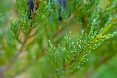 Juniper tree branch texture green needle background...