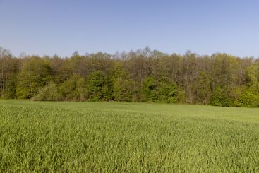 a green wheat field in the spring season