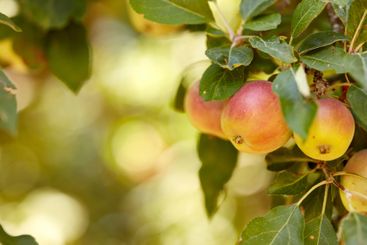 Apple, tree and growth at farm, leaves and closeup with...