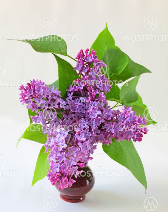 syringa bouquet