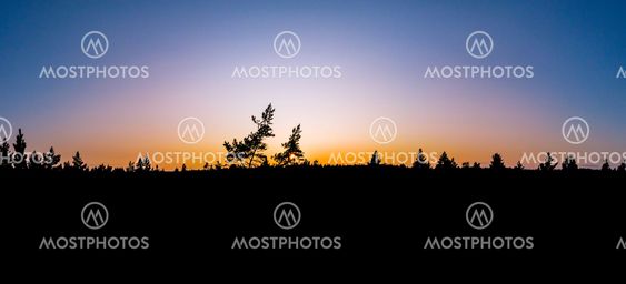 Forest in early fall