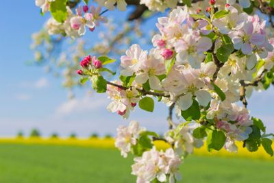 Apple Blossom