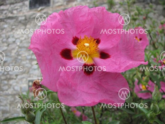 Yellow Centred Pink Flower