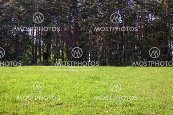 Forest with grass field