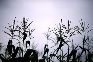 Corn stalks, silhouette and growth of plants, sky and...
