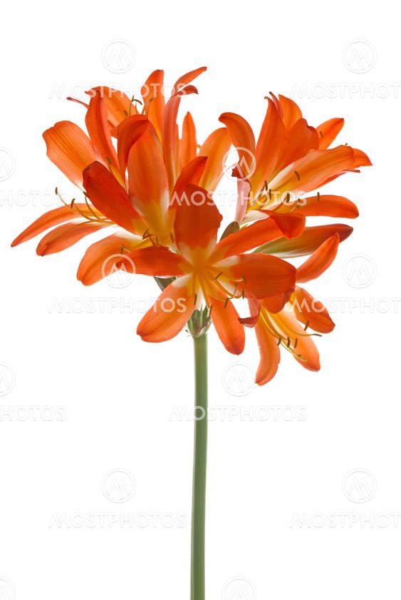Orange lilys