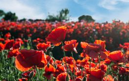 Field of wild poppies.