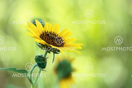 Sunflower blossom against natural green background