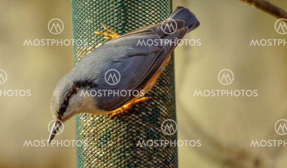 Eurasian Nuthatch (Sitta europaea)