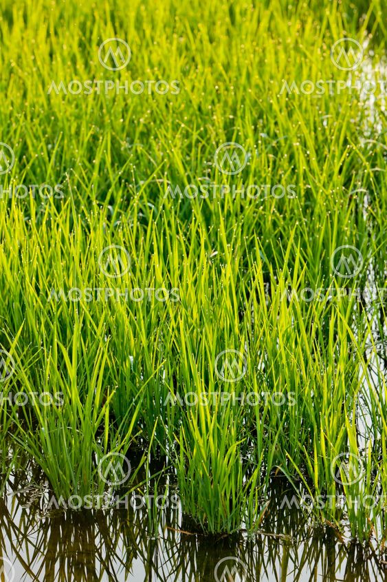 rice field near Tornaco, Piedmont, Italy