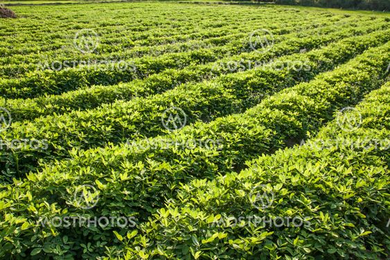 rows of peanut plants