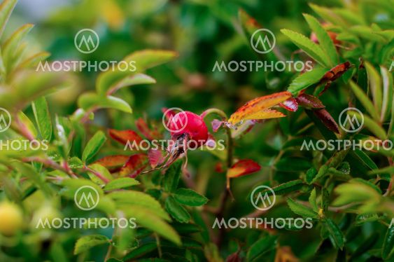 Rosa rugosa, ripening fruit, spherical colored
