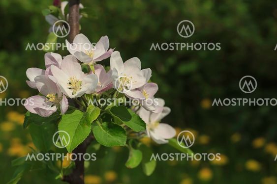 Blooming apple twig