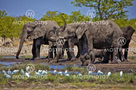 a group of elephants drinking water at etosha national park namibia africa