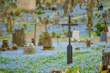 Scilla siberica spring flowers blossoming on sunny day...