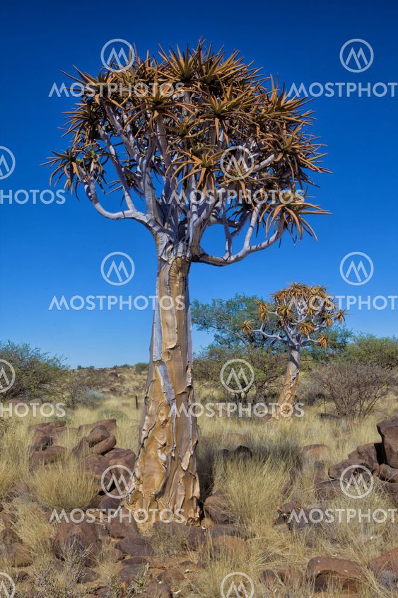 quiver tree at the Quiver tree forest Namibia Africa