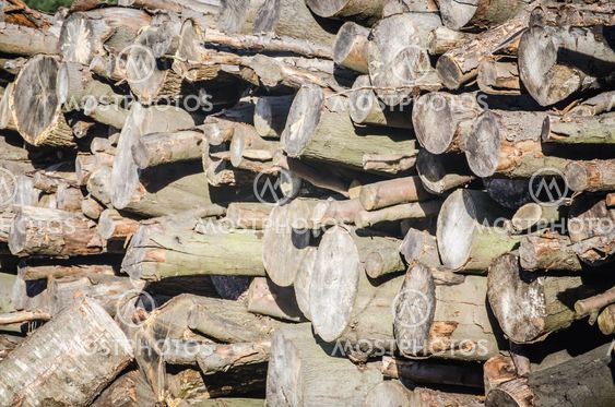 Pile of stacked pine logs showing ends