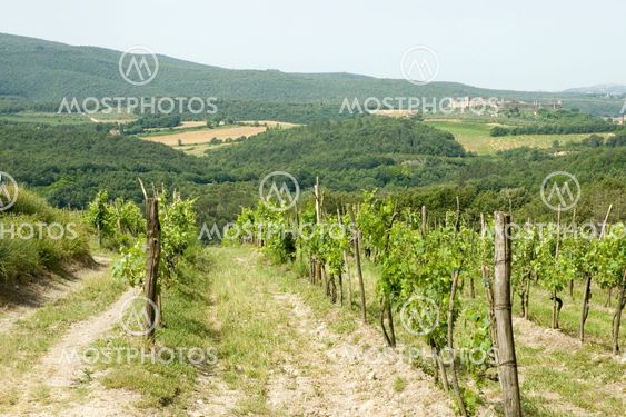vineyard in Italy