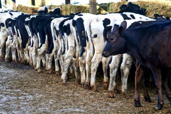 Cows feeding